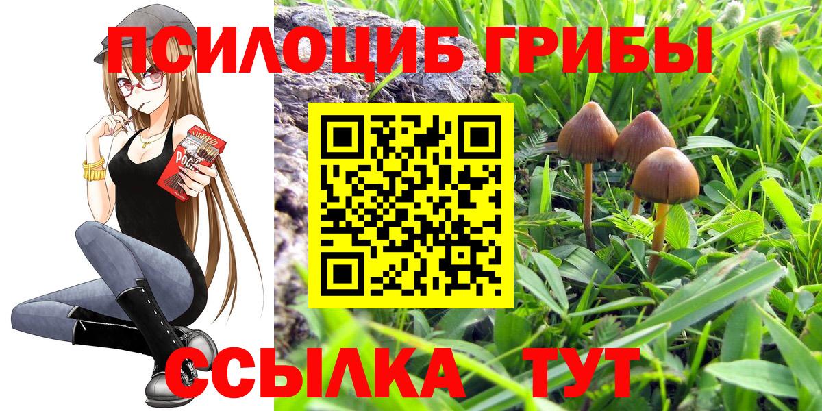 Псилоцибиновые грибы Psilocybine cubensis Новокузнецк